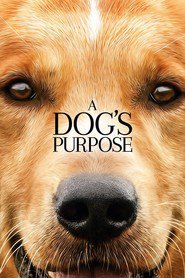 A Dog's Purpose - movie with Dennis Quaid.