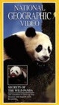 Film Secrets of the Wild Panda.