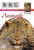 Wildlife Special: Leopard