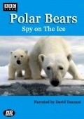 Film Polar Bears: Spy on the Ice.