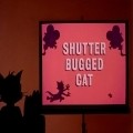 Shutter Bugged Cat