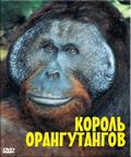 BBC: The Natural World. The Orangutan king