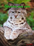 Film The Secret Life Of European Mammals: European Wildcat.