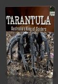 Tarantula- Australia's King of Spiders