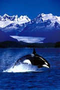 BBC: Wildlife Special - Killer Whale
