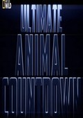 Film Ultimate Animal: flocks.